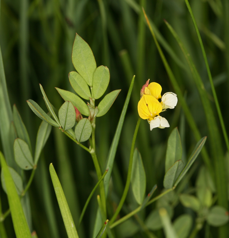 Image de Hosackia pinnata (Hook.) Abrams