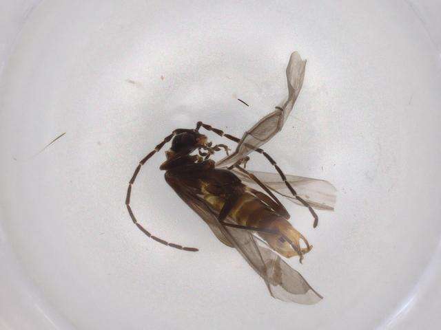 صورة Malthininae