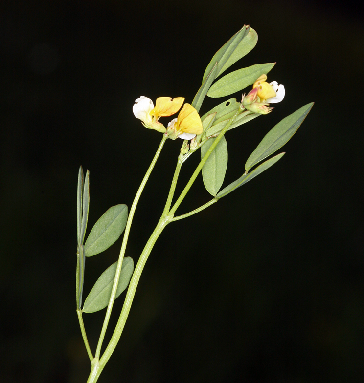 Image de Hosackia pinnata (Hook.) Abrams