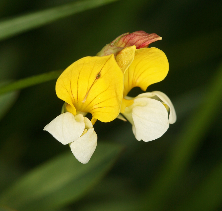 Image de Hosackia pinnata (Hook.) Abrams