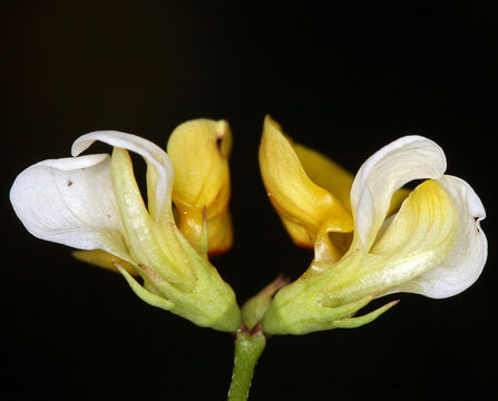 Image de Hosackia pinnata (Hook.) Abrams