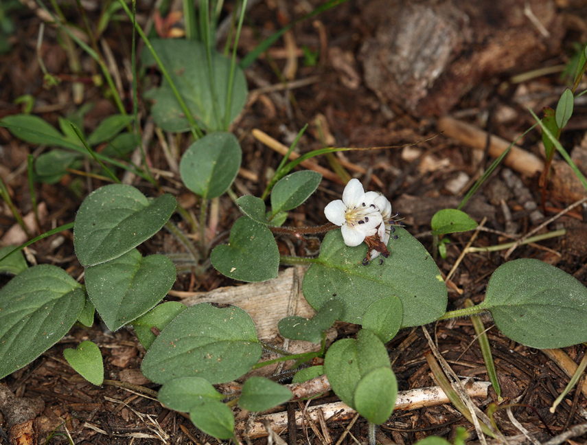 Howellanthus dalesianus (J. T. Howell) Walden & R. Patt. resmi