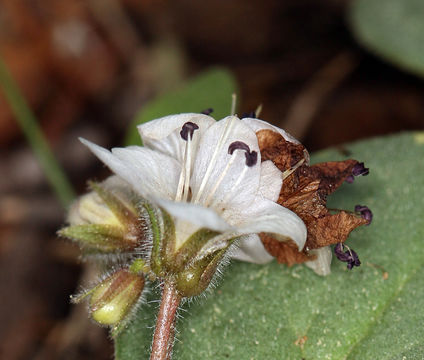 Howellanthus dalesianus (J. T. Howell) Walden & R. Patt. resmi