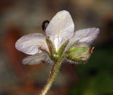 Howellanthus dalesianus (J. T. Howell) Walden & R. Patt. resmi