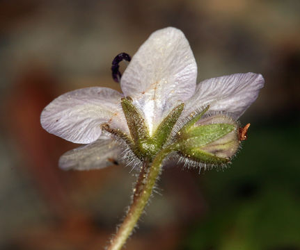 Howellanthus dalesianus (J. T. Howell) Walden & R. Patt. resmi