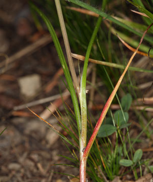 Image of narrowleaf onion