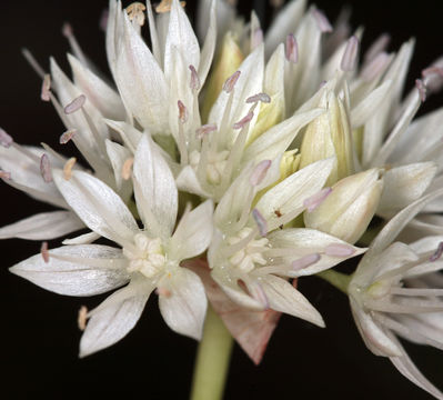 Allium amplectens Torr. resmi