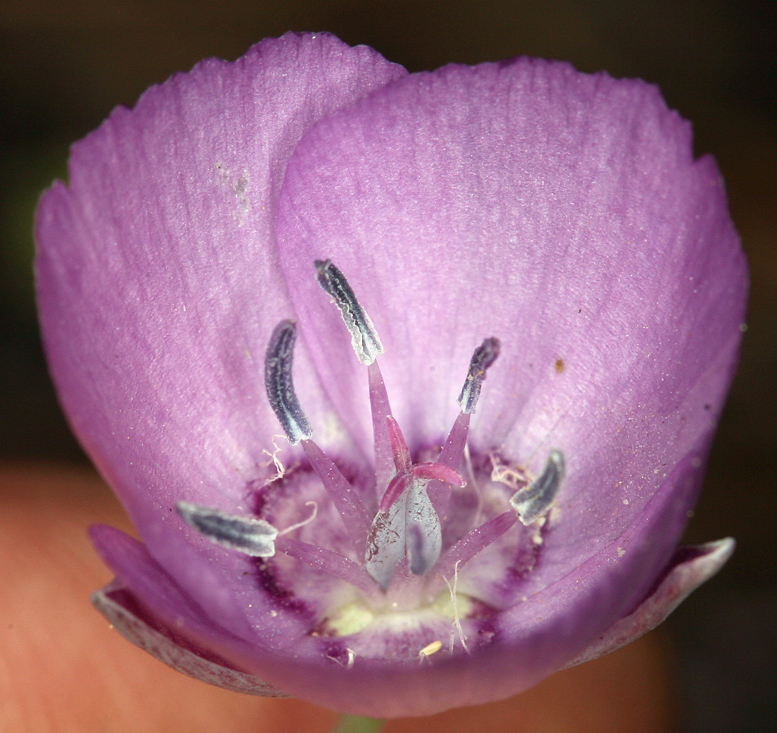 Calochortus nudus S. Watson的圖片