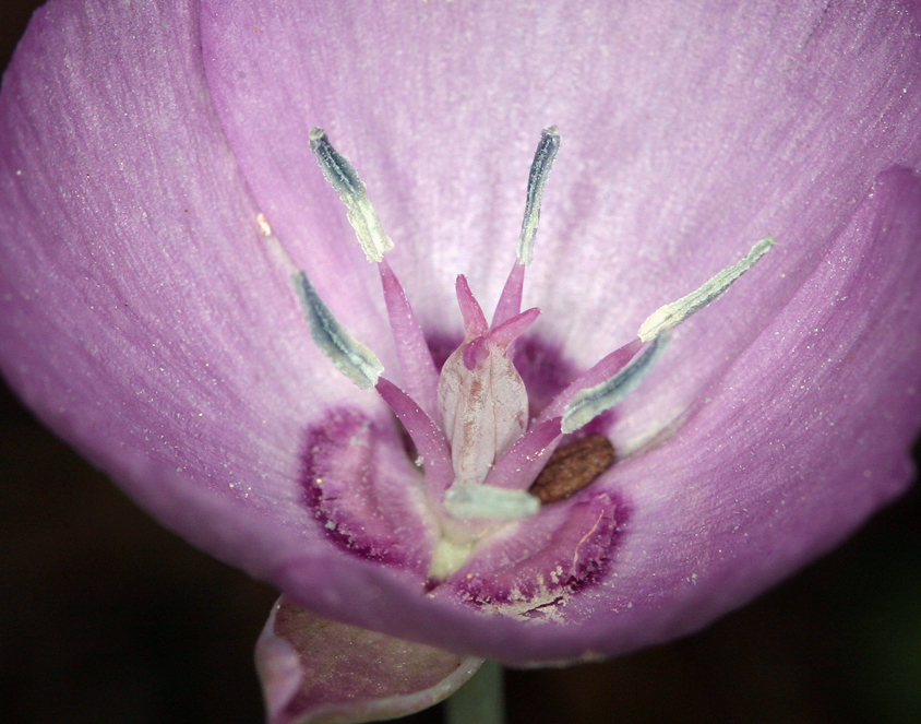 Calochortus nudus S. Watson的圖片