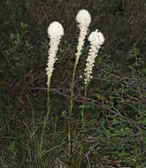 Image of Basket-grass