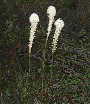 Xerophyllum tenax (Pursh) Nutt. resmi