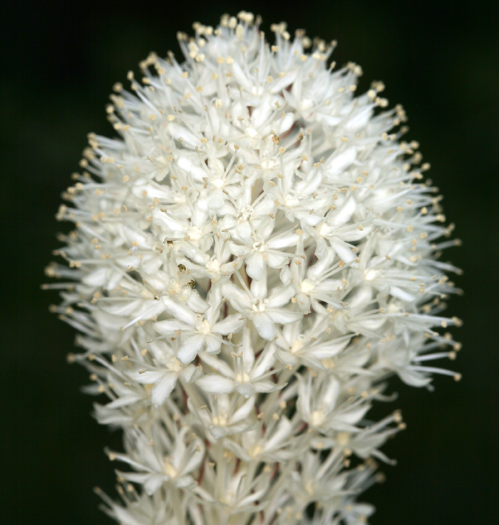 Image of Basket-grass