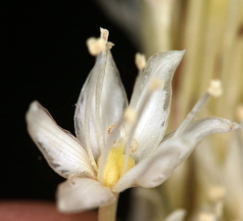 صورة Xerophyllum tenax (Pursh) Nutt.