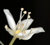 صورة Xerophyllum tenax (Pursh) Nutt.