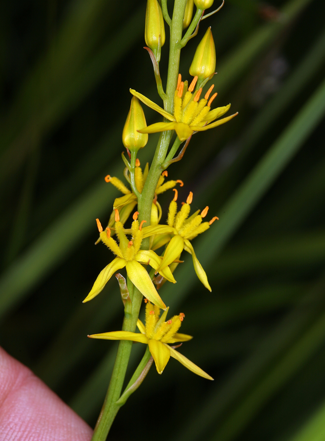 Image of California bog asphodel