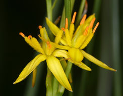 Image of California bog asphodel