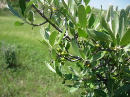 Image of silver buffaloberry