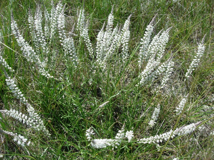 Image of white milkwort