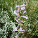 Image of Lilac Beardtongue