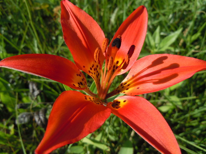 Plancia ëd Lilium philadelphicum L.