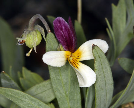 Image of Oregon violet