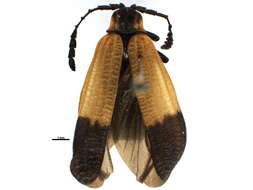Image of Lycinae