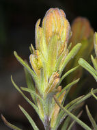 Image of cobwebby Indian paintbrush