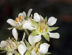 Image of Horkelia daucifolia var. indicta (Jeps.) Ertter & Reveal