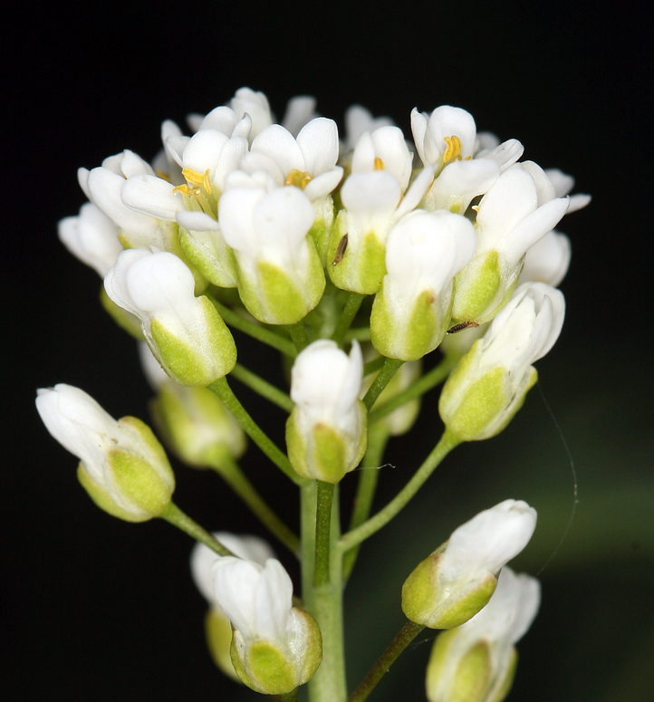 صورة Noccaea fendleri subsp. glauca (A. Nelson) Al-Shehbaz & M. Koch