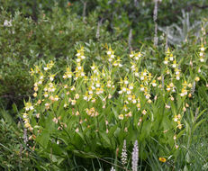 Imagem de Cypripedium californicum A. Gray