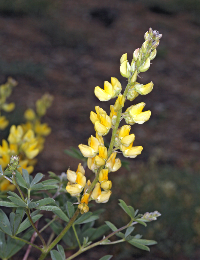 صورة Lupinus croceus Eastw.