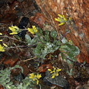 Image of <i>Physaria <i>occidentalis</i></i> ssp. occidentalis