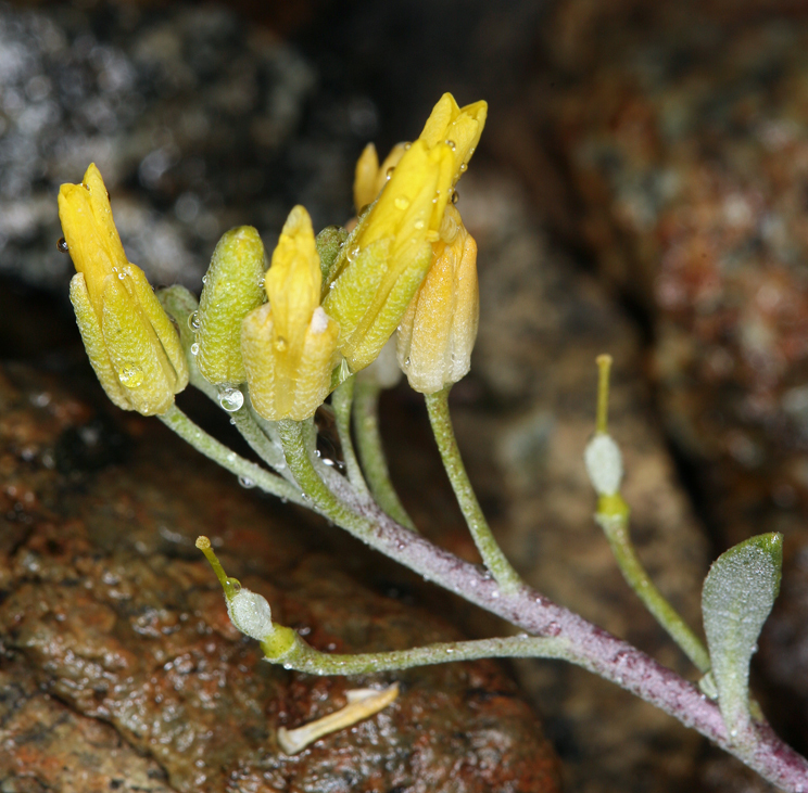 Image of <i>Physaria <i>occidentalis</i></i> ssp. occidentalis