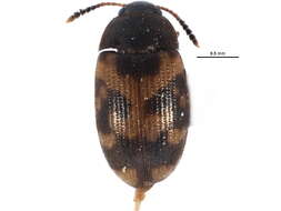 Image of Mycetophaginae