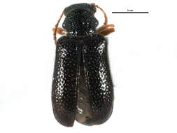 Image of Zeugophorinae