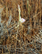 Image of sagebrush mariposa lily