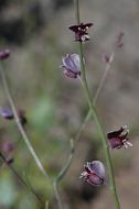 Image of milkwort jewelflower