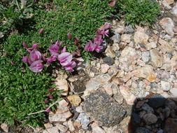 Image of dwarf clover