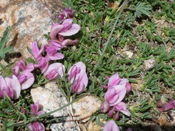 Image of dwarf clover