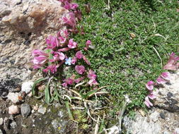 Image of dwarf clover