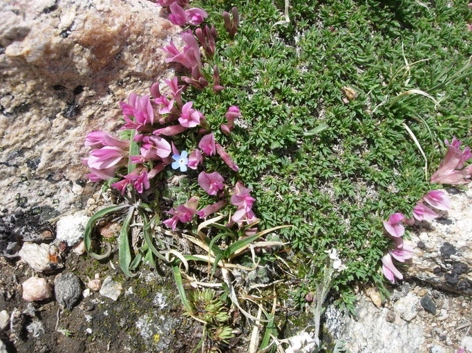 Image of dwarf clover