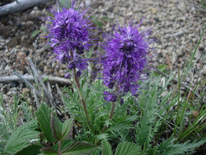 Image of silky phacelia