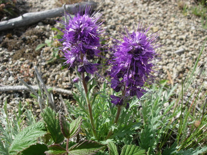 Image of silky phacelia