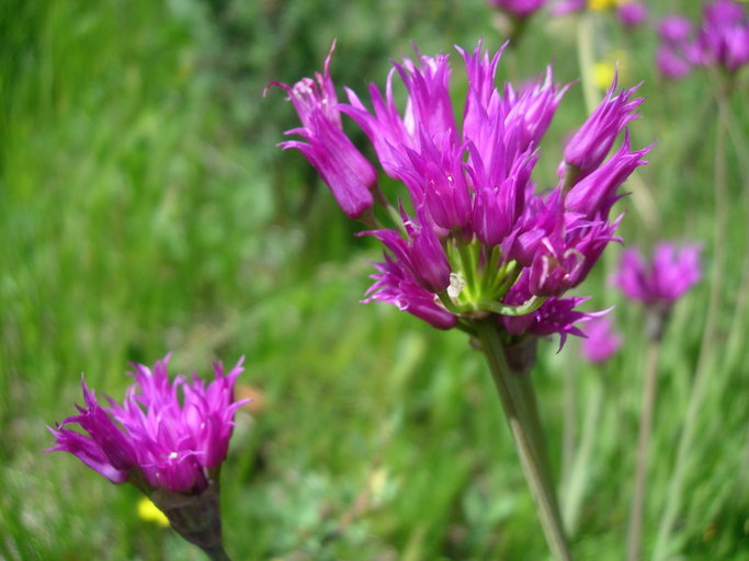 Image of shortstyle onion