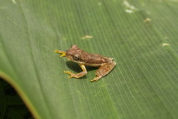 Image of Bromeliad Treefrog