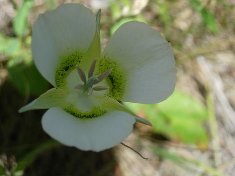 Image de Calochortus gunnisonii S. Watson