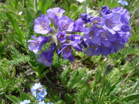 Image of sticky polemonium