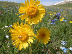 Image of graylocks four-nerve daisy