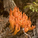 Image of Calocera