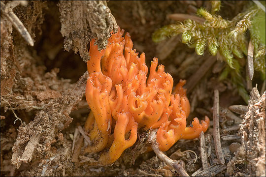 Image of Calocera viscosa (Pers.) Fr. 1821